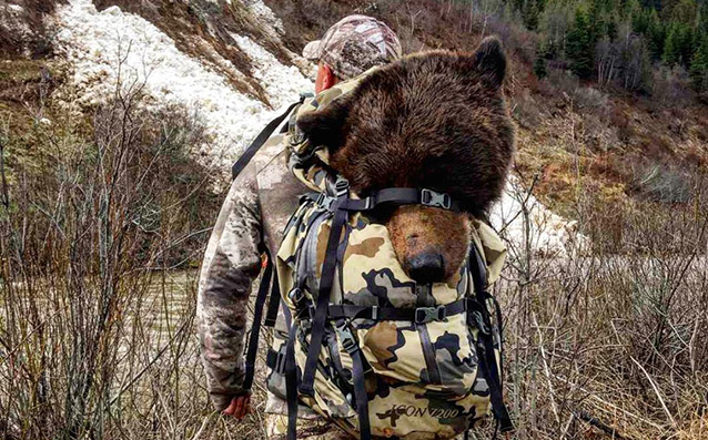 Hunting Big Grizzly Bear in BC Canada