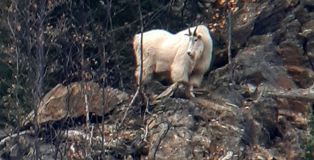 Hunting Mountain Goat in BC Canada