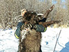 BC Wolf Hunts