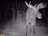Moose on Field Cam