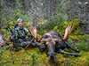 BC Moose Hunts