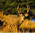 Whitetail and Mule Deer Hunting