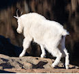 Hunt for Mountain Goat