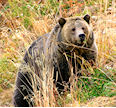 Grizzly Bear Hunts