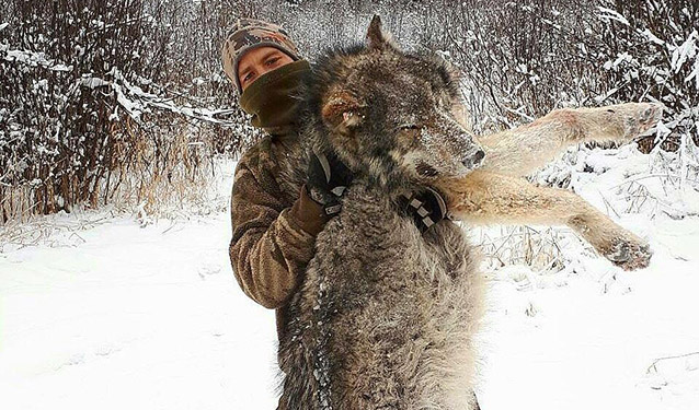 Wolf and Predator Hunts